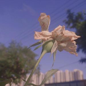 仙逆在线观看全集完整
